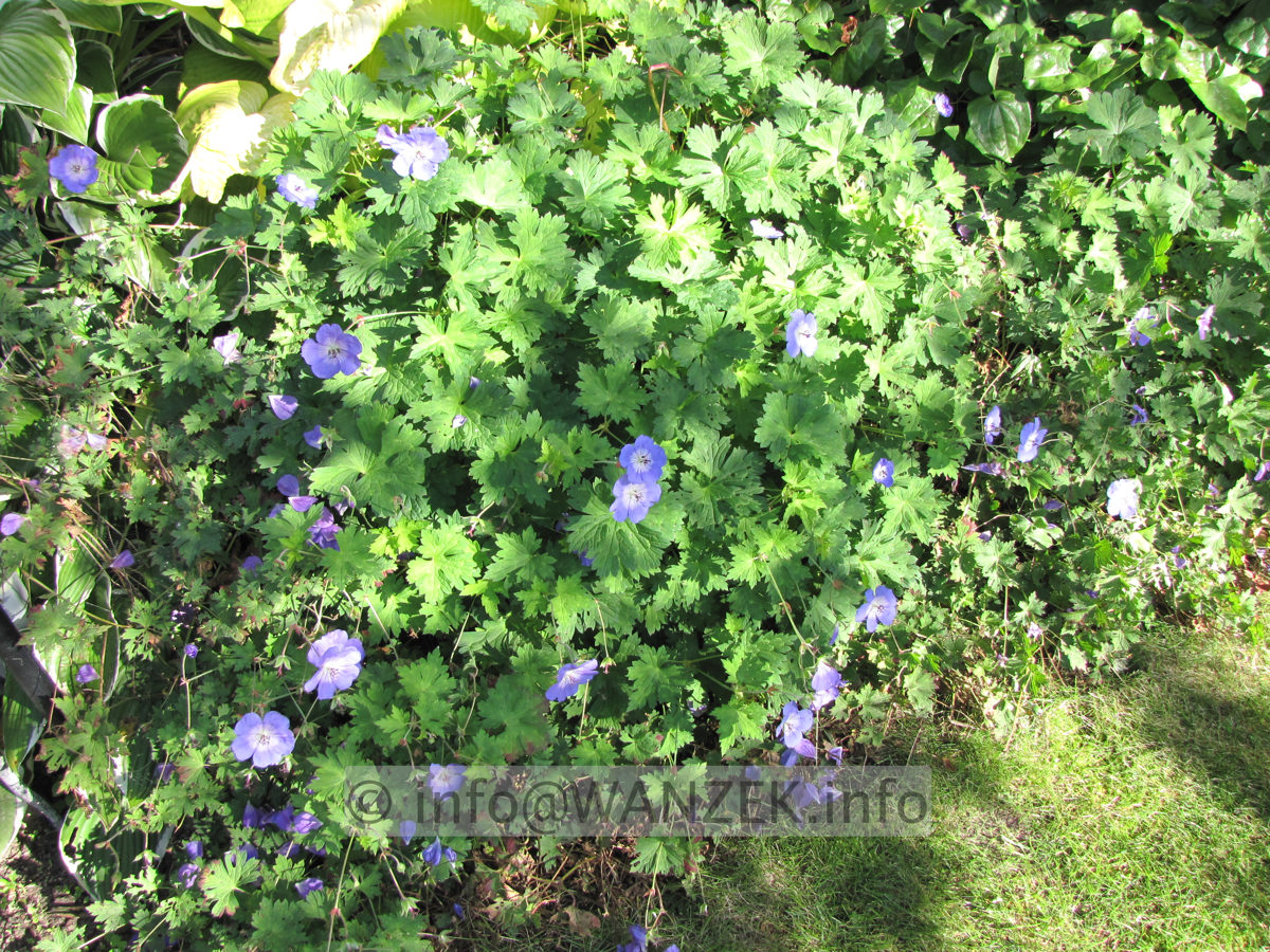 Geranium Hybride Rozanne 03.JPG